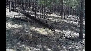 КАК КРИЧИТ ЛИСА  БОЛЬШОЙ ЛИС В КАДРЕ