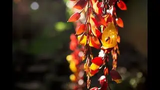 Lymphatic drainage massage techniques