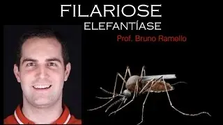 Verminoses - Filariose ou Elefantíase