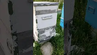 Що показують контрольні ваги на ріпаку? 🐝