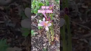 Surprise Lily time!!!  #flowers #Shorts