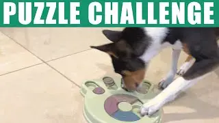 Basenjis Challenged By Paw Puzzles