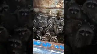 Славься Кей