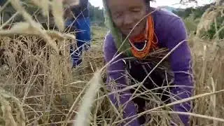 Best Agriculturalist #Ane Yapung 15 Nov, 2019