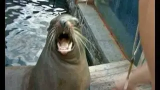 Морской лев перекусывает. A sea lion taking a snatch.