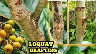 How to Graft a Loquat Tree: Step-by-Step Guide for Beginners