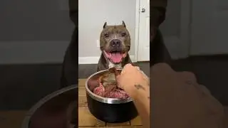 Dinner for the Dogs