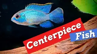 Electric Blue Acaras Moved to the Planted Tank [and an Every Tank - Every Fish "LAP" Update]