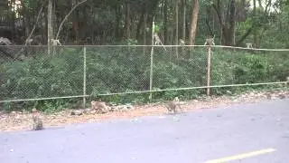 Monkeys sihanoukville cambodia
