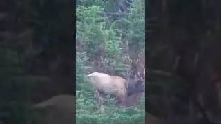 Here He Comes He’s Huge ! #hunting #deer #bowhunt #blacktaildeer #bowhunting #wildlife #bowhunt