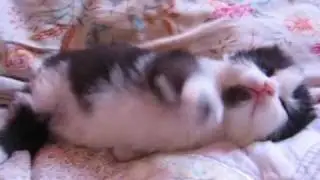 Sleepy Moo Scurrying