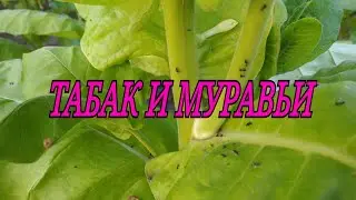 ТАБАК И МУРАВЬИ