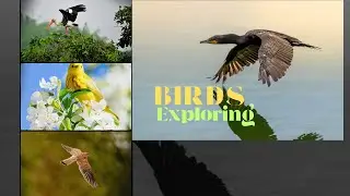 The Birds Amazing shoot that you like (Animals Video)
