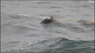 Cory's Shearwater is trying to survive