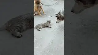когда кот познал дзен #cat #animals #pets