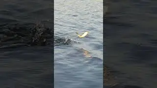 🦈 In Nature with a Fishing Rod 🎣👍