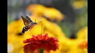 Fluture ce seamănă cu pasărea colibri - Agrius convolvuli, rudă cu Macroglossum stellatarum
