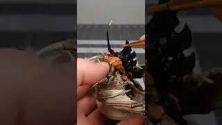 Paint Awesome and Unique Tyranids using this Technique!!! 