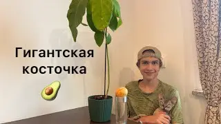 ПРОРАСТИЛ 🌱ГИГАНТСКУЮ КОСТОЧКУ