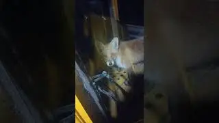 лиса на бульдозере Четре