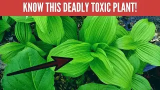 Foragers cause spike in Poison Control emergencies! False Hellibore
