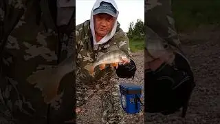 ОКУНЬ НА РЕЗИНКУ