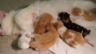 Mother Cat Feeding Kittens Her Milk Nursing 1 Week Old Kittens Cat Video 1080p HD