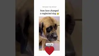 Transformative Power of Love and Compassion 🐶❤️ #dog #doglover #doglove #love #compassion