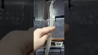 Юный удав Буринг полинял./16 января 2024.