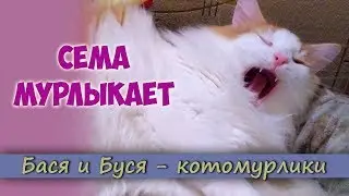 ASMR АСМР Мурлыкание Кота Семёна. Кот Мурлыкает. Релаксация
