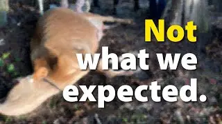 Our Jersey Cow FINALLY calved | Things didn't go well...