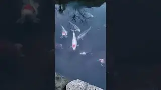 Весна, кои оживают