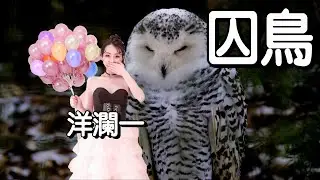 囚鳥 ---洋瀾一
