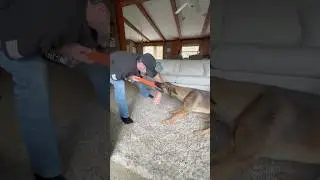 Does Playing Tug-of-War Make Dogs Aggressive?