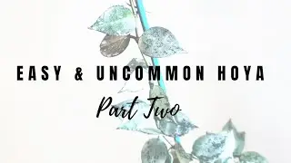 Easy & Uncommon Hoya (Part Two)