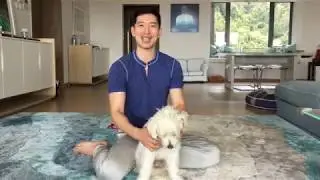 Energy Medicine Massage for your Pet
