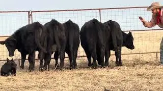 Dagley's Colt  - Hangin Tree Cowdog