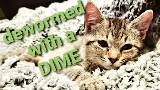 Deworming Cats Cheaply and Effectively