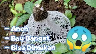 Jamur Bau ( Stinkhorn ) yang Enak Dimakan