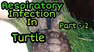 Symptoms of Respiratory Infection in Turtles ! ( Part 2) | Health Update
