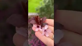 Невероятно красивое сочетание весеннего сада. ☘️Prunus Nigra ☘️Слива декоративная☘️ Март 2024