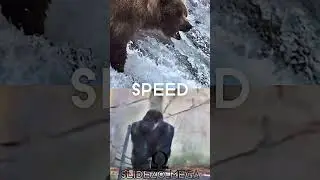 Silverback Gorilla vs Grizzly Bear￼