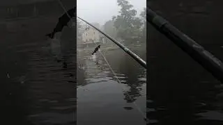 I Got Slapped By A Salmon