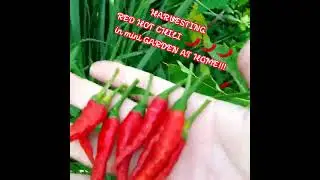 FRESH HOT CHILI 🌶️🌶️🌶️ #harvest #vlog