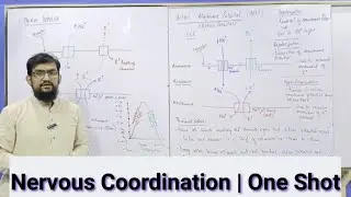 Nervous Coordination | One Shot Video