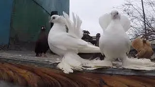 Уральские,Ейские,Омские статные голуби.ПРОДОЛЖЕНИЕ 3 ЧАСТИ.