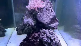 Reef light Amazon hipargero Aquarium Lights-100 watt 5 Channel Sunrise Sunset Moonlight Reef Lights