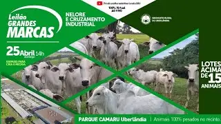 CAMARU -  LEILÃO GRANDES MARCAS - 25/04/2021 - ÀS 14:00 HORAS