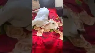choti choti cow #trendingshorts #viralvideo #ytshorts⭐🔥🇮🇳#shortvideo