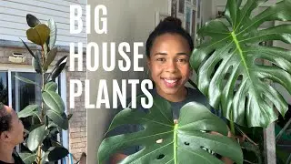 TOUR MY BIGGEST HOUSE PLANTS